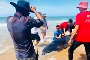 Rescuers attempt to save a whale stranded on a beach in La Gi Town’s Tan Phuoc Commune in Binh Thuan Province on May 4.