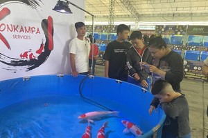 Many different valuable ornamental fish varieties are displayed in aquariums. (Photo: SGGP)