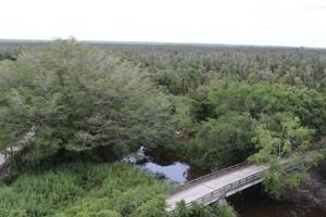U Minh Ha National Park in Ca Mau Province (Photo: SGGP)