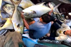 Transferring Snubnose pompano out of the boat (Photo: SGGP)