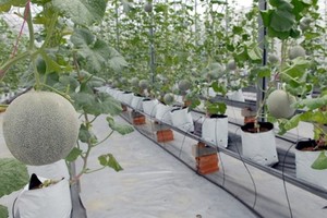 Cantaloupe melons are grown in a greenhouse in the HCMC Agricultural High-tech Park in CuChi district. (Photo: VNA)