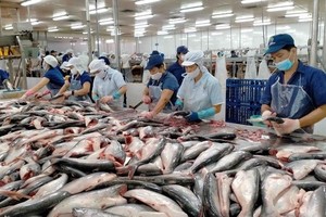 Tra fish processing for export (Photo: SGGP)
