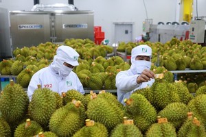 Durian is predicted to hit the export target of US$1.5 billion this October. (Photo: SGGP)
