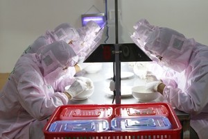 Processing bird's nest at Vietnamese Bird's Nest Exhibition Center in HCMC's Can Gio District (Photo: SGGP)