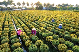 Sa Dec flower village in the Mekong Delta province of Dong Thap (Photo: SGGP)