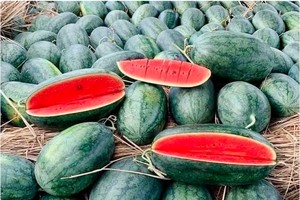 Watermelon from Vietnam has been permitted to enter the Chinese market via the official channel. (Photo: VNA)