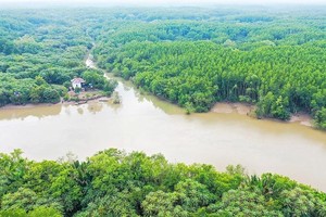 Can Gio Mangrove Biosphere Reserve in HCMC's Can Gio District (Photo: SGGP)