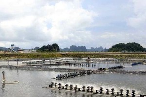 A shrimp farm in the coastal province of Quang Ninh. (Photo: VNA)