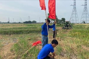 Young people join hands with the related units to support the implementation of 500kV circuit-3 power transmission line project. (Photo: SGGP)