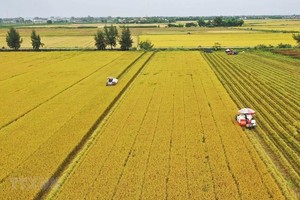 Vietnam will need about US$2.7 billion to implement its project of planting 1 million hectares of high-quality rice from now to 2030 - Illustrative image (Photo: VNA)
