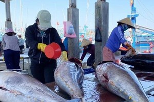 Processing ocean tuna in Binh Dinh (Photo: VNA)