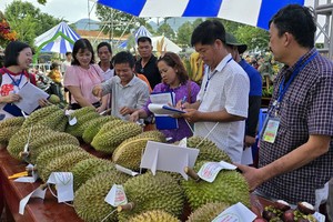 Khanh Son District's durian has gradually affirmed its reputation and position in the market. (Photo: SGGP)