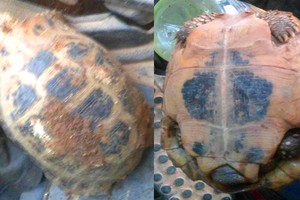 The endangered mountain tortoise Indotestudo elongata is found in Ha Tinh Province. (Photo: SGGP)