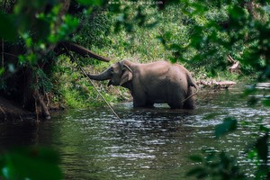 The wild elephant population in Vietnam has sharply declined from about 2,000 individuals in the 1980s to fewer than 200 at present. (Photo: Shipped Away)