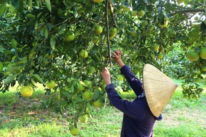 Thuong Loc crispy oranges enter harvest season. (Photo: SGGP)