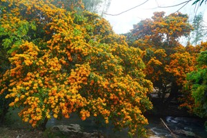 The weather has been good this year, therefore, Ta Sua flowers are in full bloom and fully open in their maximal display.