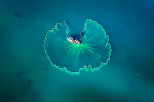 The fishing net spreads out like a giant lotus leaf on the surface of the sea.