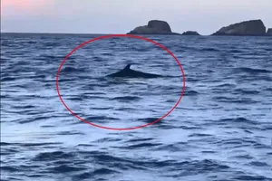A pod of dolphins swimming together approximately 4 kilometers from shore, near Hon Can and Hon Co islands in Binh Dinh Province on May 20