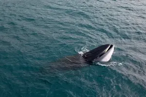 Tourists and local people suddenly enjoy a majestic spectacle of a whale swimming approximately 300-400 meters from shore, near Hon Kho Island in Nhon Hai Commune, Binh Dinh Province’s Quy Nhon City on June 25. (Photo: SGGP)