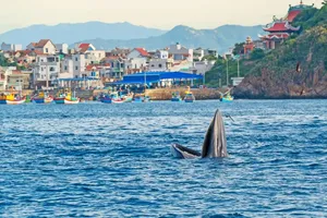 The whales have been observed feeding continuously for several days off the coast of the Nhon Ly seaside tourist village.