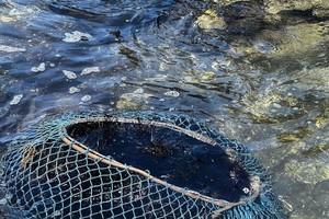Sea urchin harvest season begins in Quang Ngai