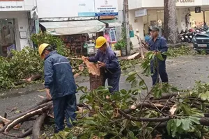 The HCMC Green Park One Member Limited Liability Company has been requested to promptly address incidents of trees falling due to the storm. (Photo: SGGP)