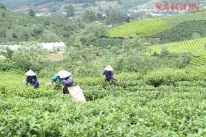 Lam Dong is among Vietnam’s largest tea-growing regions, blessed with diverse climates and soil conditions that give rise to distinctive tea varieties celebrated for their rich and unique flavors. (Photo: SGGP)