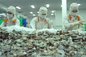 Shrimp exports reach US$498 million in October, up 26 percent compared to the same period last year. (Photo: VNA)