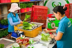 Processing hydroponic vegetables at Tuan Ngoc Agricultural Cooperative (Photo: SGGP)