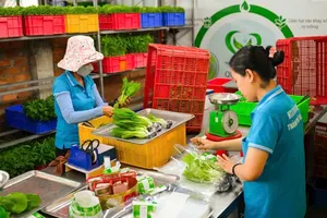 Prepping clean vegetables at Tuan Ngoc Hydroponic Vegetable Cooperative in Long Truong Ward, Ho Chi Minh City (Photo: SGGP)