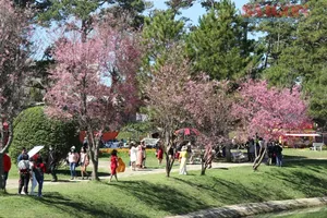 Da Lat Cherry Blossom Festival is scheduled to run from January 15 to February 15, 2026. (Photo: SGGP)