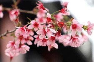 Quang Ngai to host Mang Den Cultural and Tourism Week