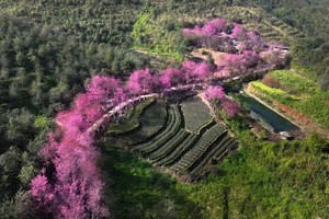 Festival of H'Mong Khen, wild Himalayan cherry blossoms opens in Lao Cai