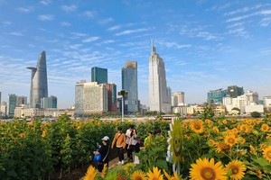 Residents admire the sunflower fields at Saigon Riverside Park. (Photo: SGGP)