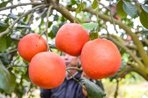 Royal-tribute Luan Van red pomelos enter peak season ahead of Lunar New Year. (Photo: SGGP)