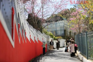 Tourists walk beneath canopies of cherry blossoms in full bloom. (Photo: SGGP)
