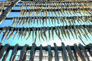 Dried Bombay Duck, the signature specialty of the coastal dry-fish village of Cai Doi Vam, Ca Mau Province
