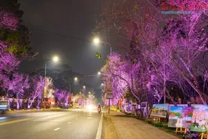 Cherry Blossom Art Street opens in Da Lat