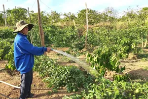 Residents in Gia Lai Province pump water to irrigate coffee crops amid drought conditions ahead of the 2026 Lunar New Year.(Photo: SGGP)