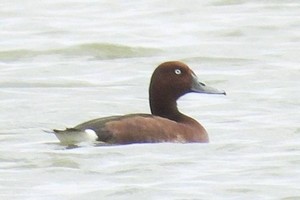 The Ferruginous Duck (Aythya nyroca) is discovered and recorded at Hac Hai Lagoon. (Photo: Management Board of Phong Nha - Ke Bang National Park)