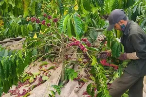 Farmers in Ia Le Commune, Gia Lai Province, harvest coffee for the 2025–2026 season. (Photo: SGGP)