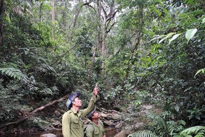 Rangers and forest protection forces conduct regular patrols at Bach Ma National Park, regardless of day or night or harsh weather conditions. (Photo: SGGP)