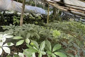 A Ngoc Linh ginseng garden under the forest canopy of Mount Ngoc Linh at an altitude of nearly 2,000 meters. (Photo: SGGP)