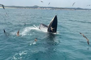 Two whales spotted off the coast of Dak Lak Province