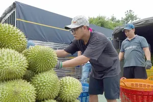 Durian prices in the Mekong Delta rise again. (Photo: SGGP)