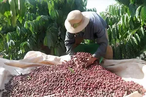 Farmers in Son Lang Commune, Gia Lai Province, harvest coffee in the 2025–2026 crop season. (Photo: SGGP)