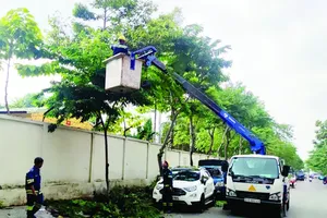 HCMC ensures safe urban greenery management during storm season