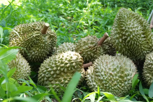 Lam Dong durians are known for their consistent quality and are primarily grown for export. (Photo: VNA)