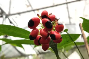 Ngoc Linh ginseng has entered its peak seed-harvesting season. (Photo: SGGP)