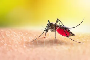 Dengue cases surge in Southern localities, raising concern over severe illness